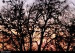 TX Winter Sunset 2