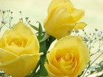 YellowRoses[1]