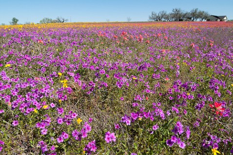 4470249302_51e3a8541d[1]